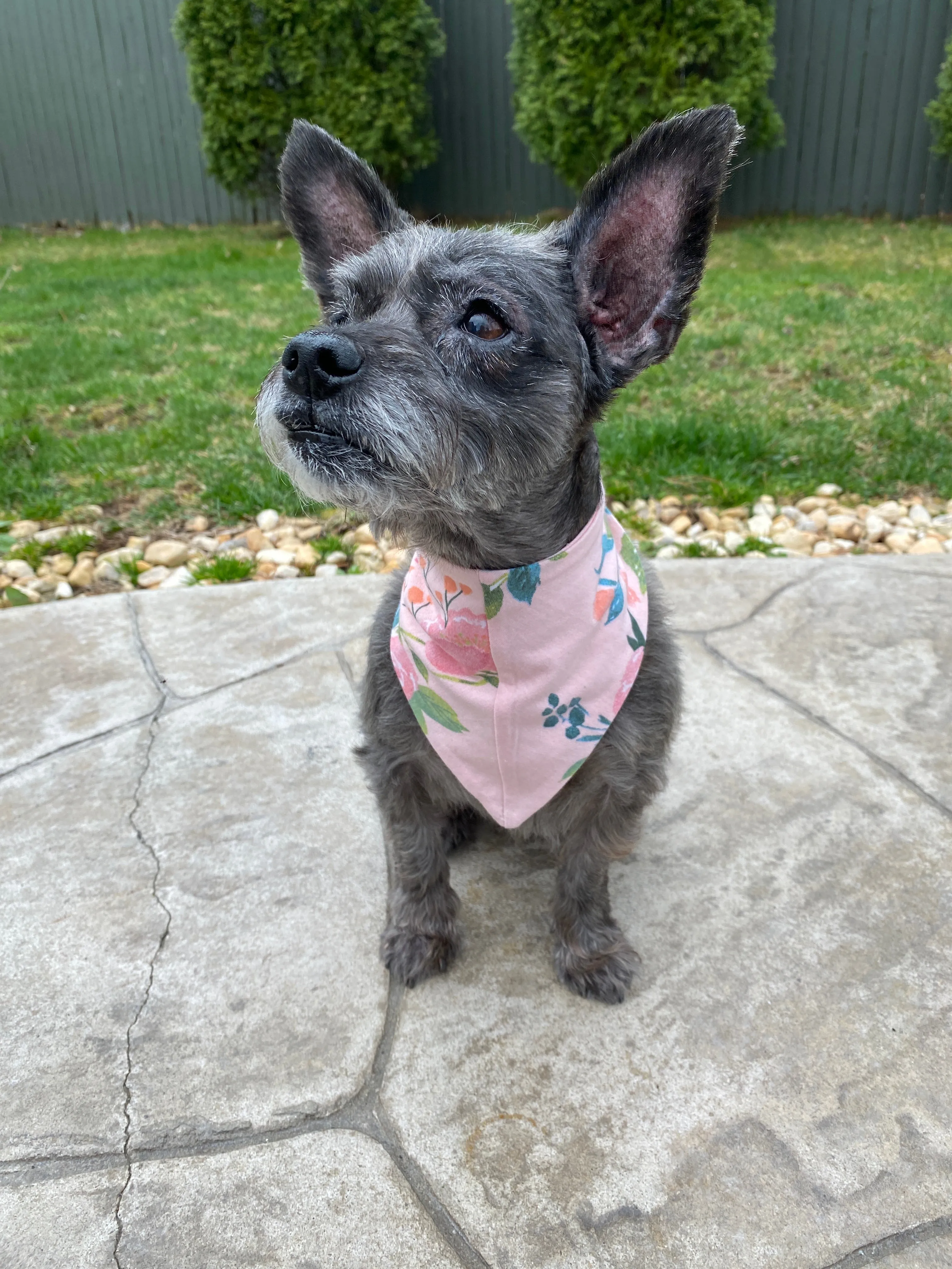 Nina Recovery Robe & Matching Pet Bandana Set (2XL/3XL Robes Only)