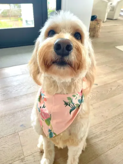 Nina Recovery Robe & Matching Pet Bandana Set (2XL/3XL Robes Only)