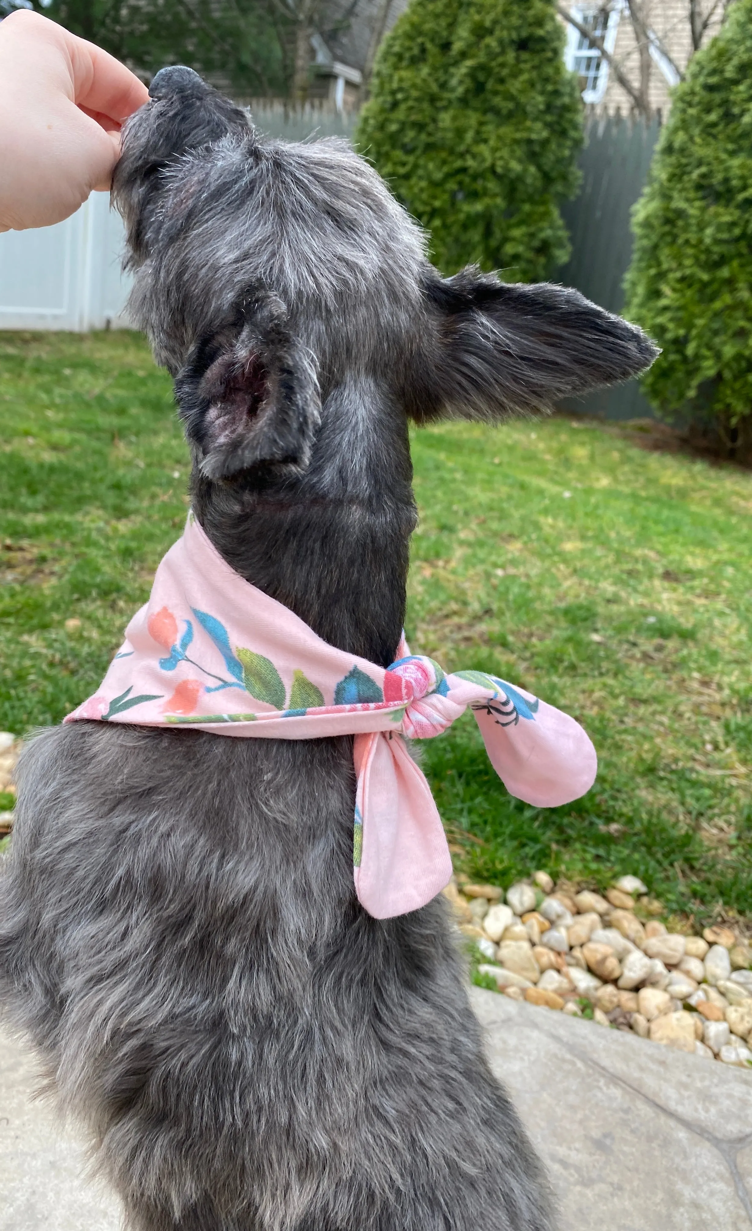 Nina Recovery Robe & Matching Pet Bandana Set (2XL/3XL Robes Only)